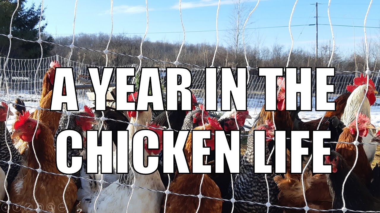 A Year In the Life of a Pastured Chicken