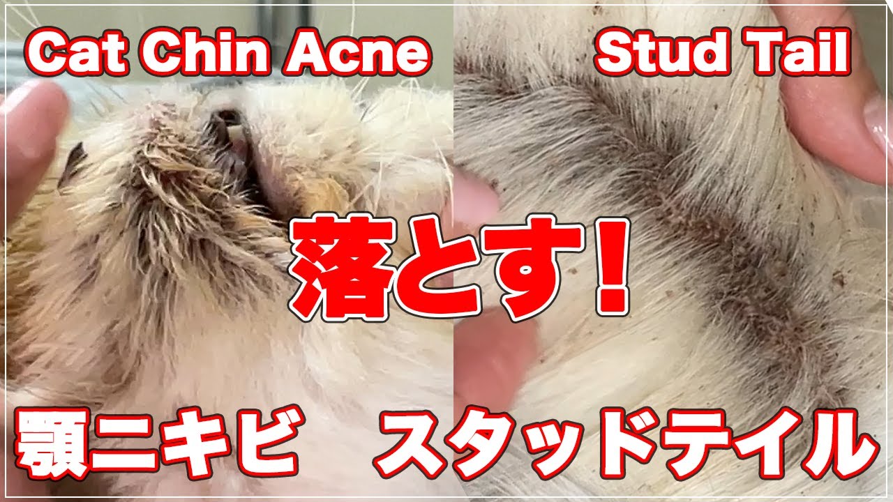 【スーパークレンジングクリーム】顎ニキビもスタッドテイルもこれで落とす！【Cat Chin Acne / Stud Tail】