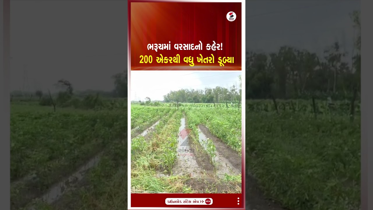 Bharuch | ભરૂચમાં વરસાદનો કહેર! 200 એકરથી વધુ ખેતરો ડૂબ્યા | Heavy Rain |  Crop Loss | Gujarat