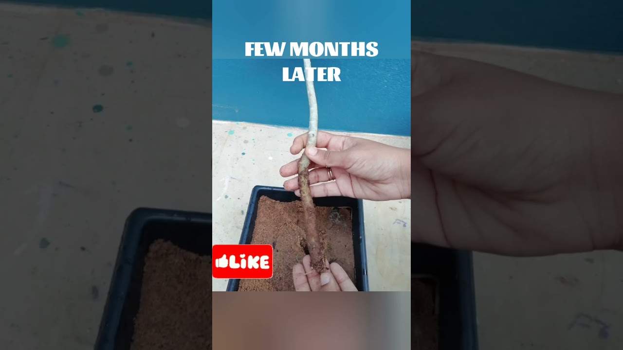 Grow Adenium from cuttings/how to propagation in Adenium plant