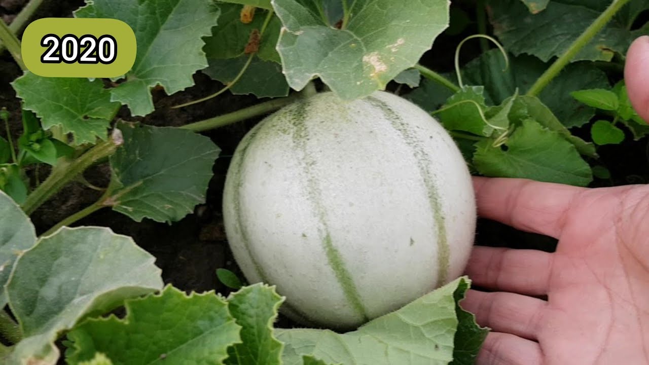 Melons en abondance 2020