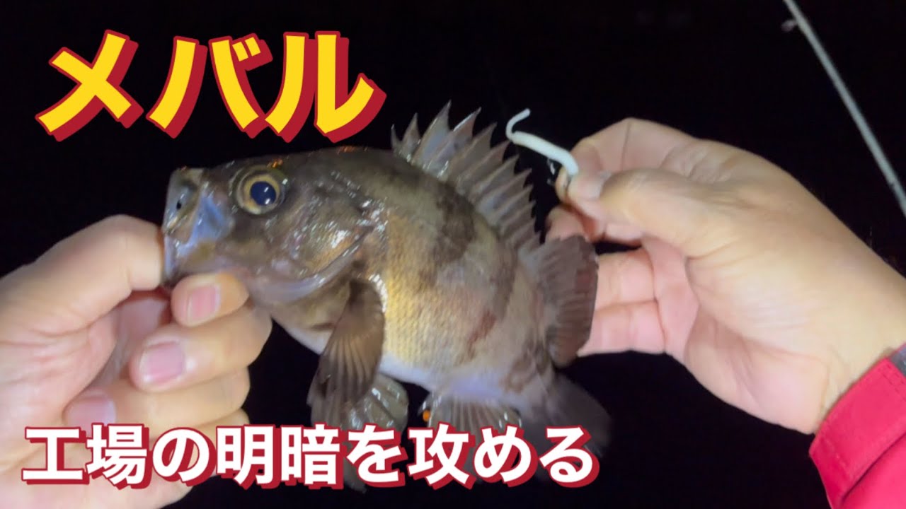 【メバル】工場の明暗を攻める！EP.243#メバル釣り #メバリング#ワーム釣り #ガルプ#船釣り 