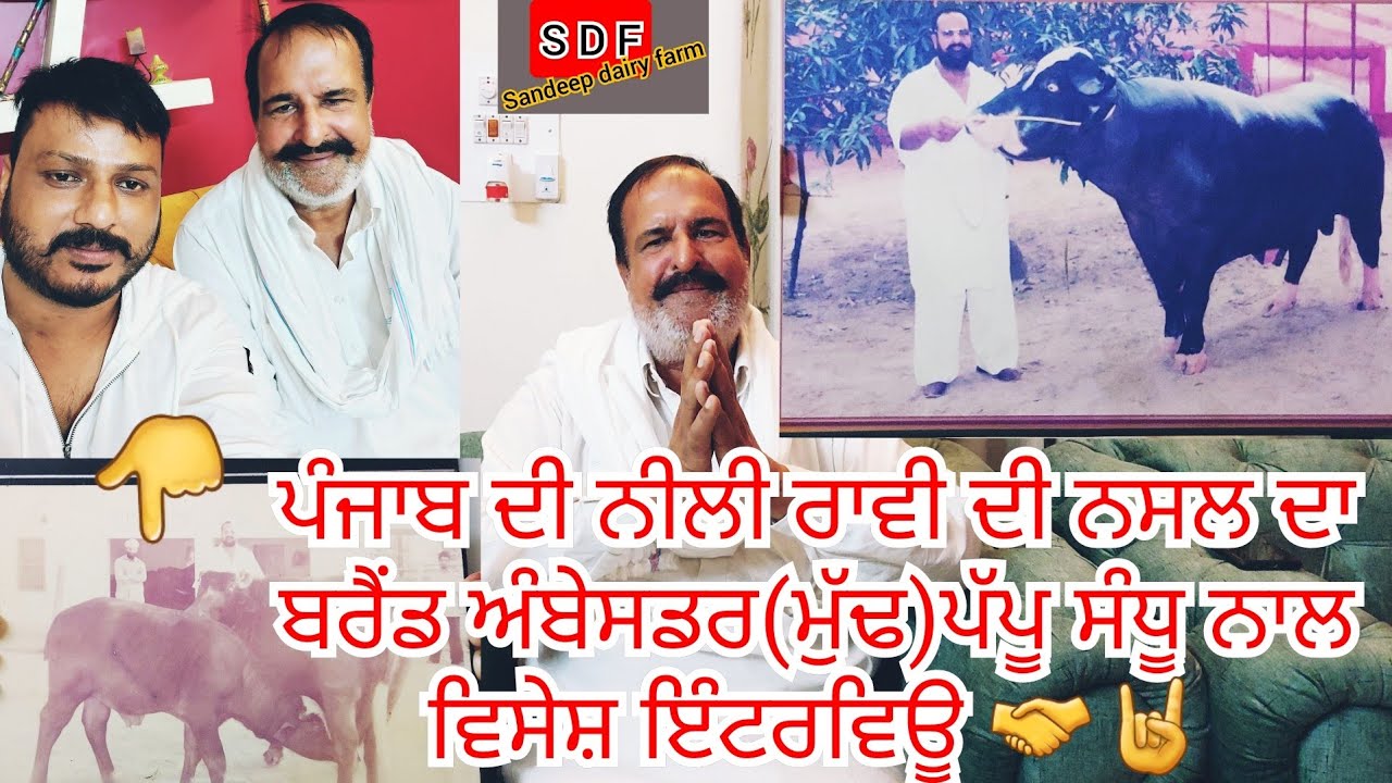 4 September 2021#ਪੰਜਾਬ ਦੀ ਨੀਲੀ ਰਾਵੀ ਦੀ ਨਸਲ🐃 ਦਾ ਮੁੱਢ ਪੱਪੂ ਸੰਧੂ ਜੀ ਦੇ ਨਾਲ ਵਿਸ਼ੇਸ ਇੰਟਰਵਿਊ 🤝ਬਸਤੀ ਭਾਗ ਸਿੰਘ