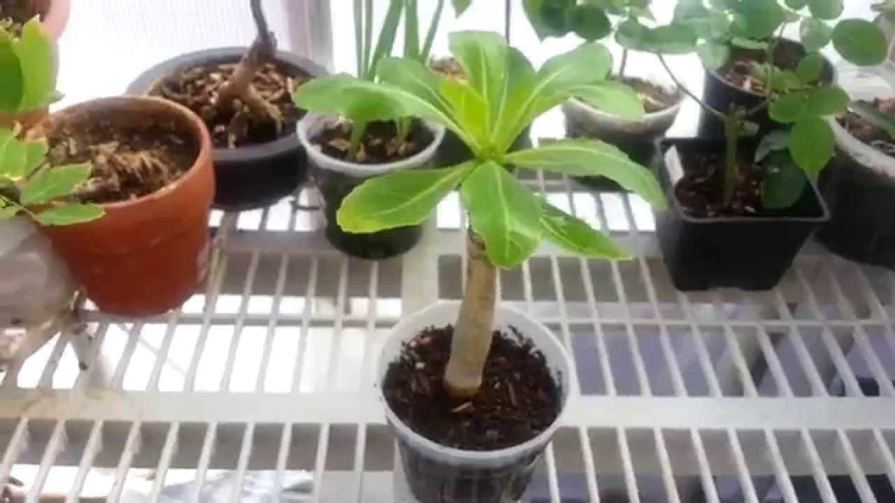 Brighamia Insignis Plant