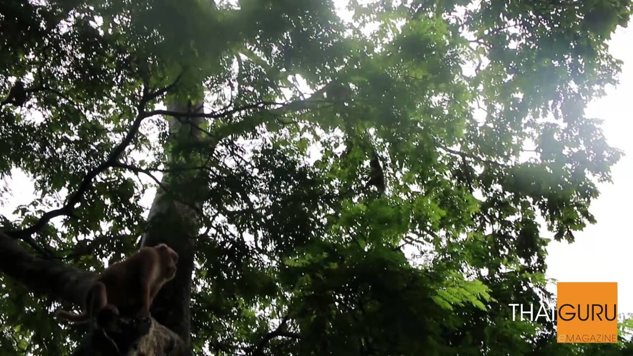 Mae Ping National Park