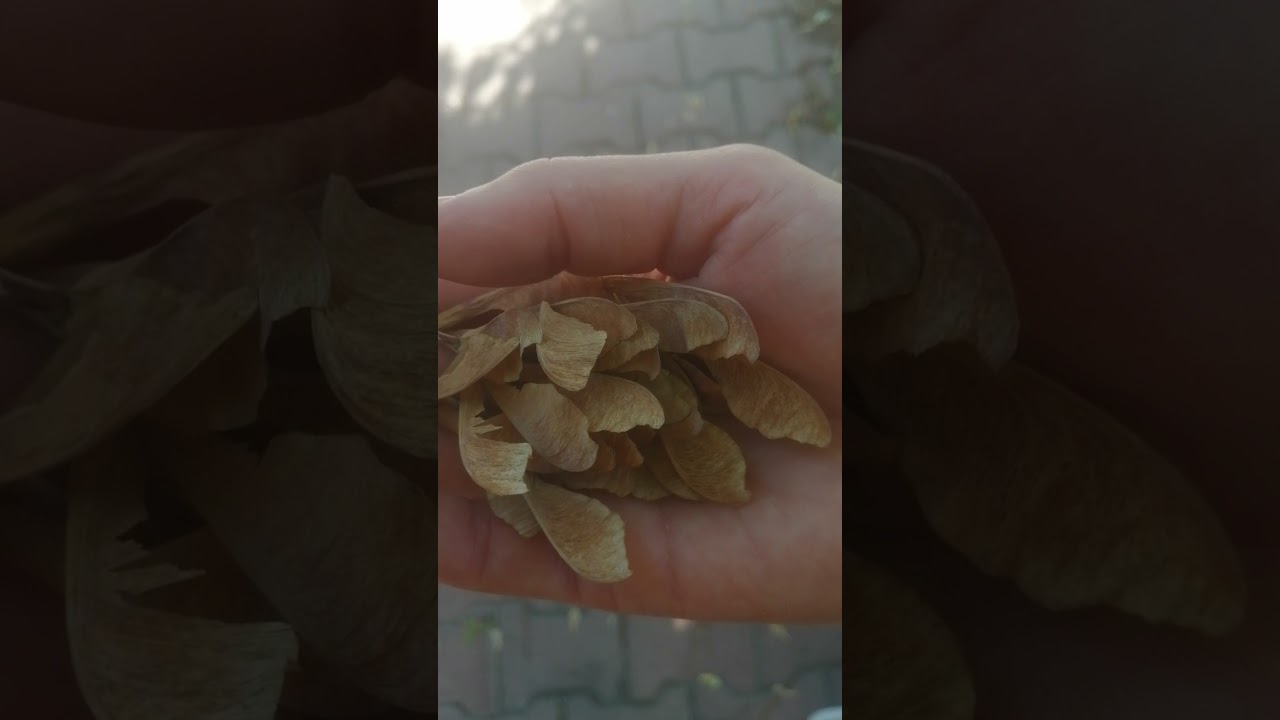 #ak&ccedil;aağa&ccedil; #helikopterağacı 2