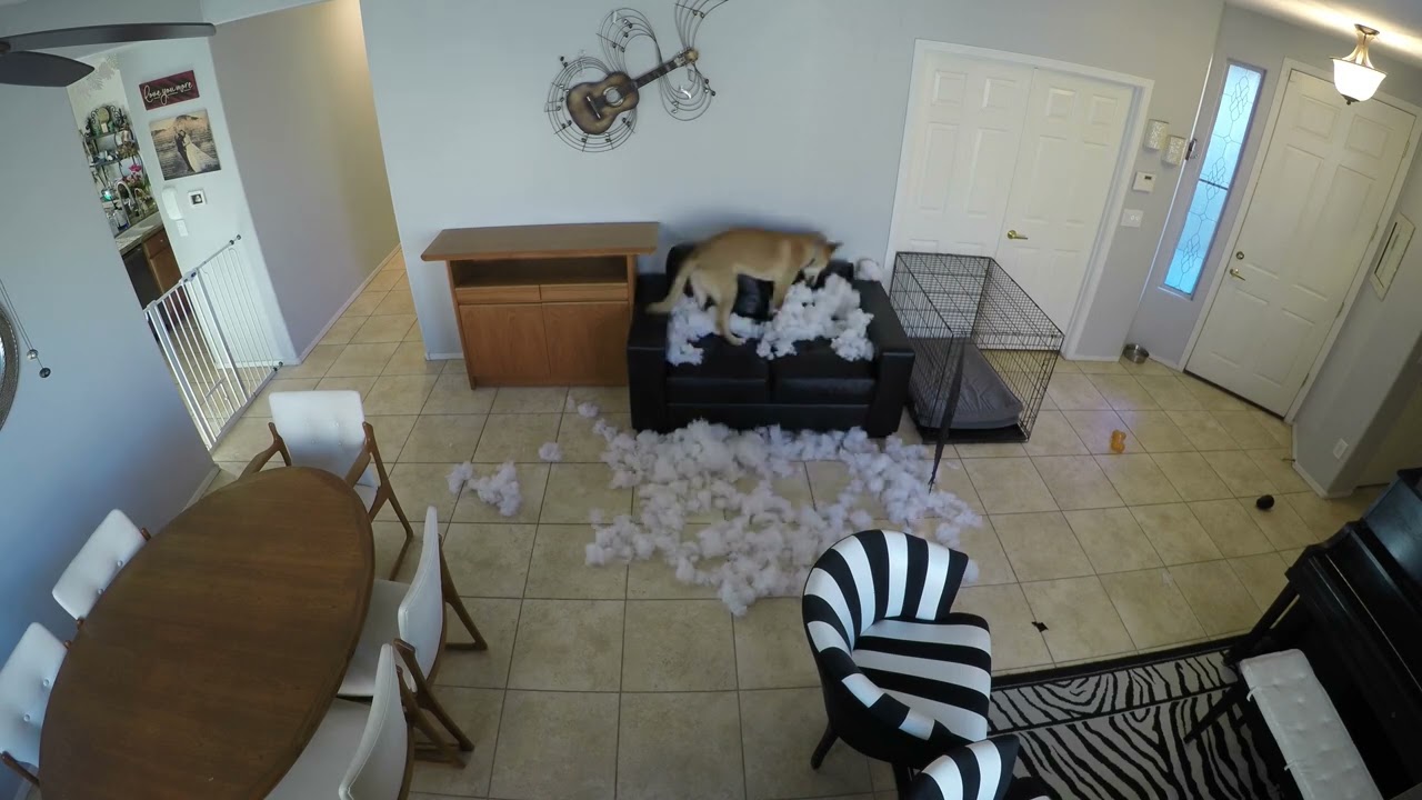 Dog vs. Couch