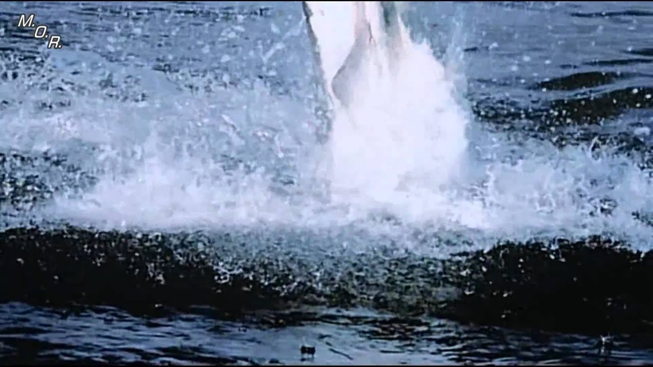 ATTAQUE DE REQUIN BLANC - GRANDS REQUINS BLANC