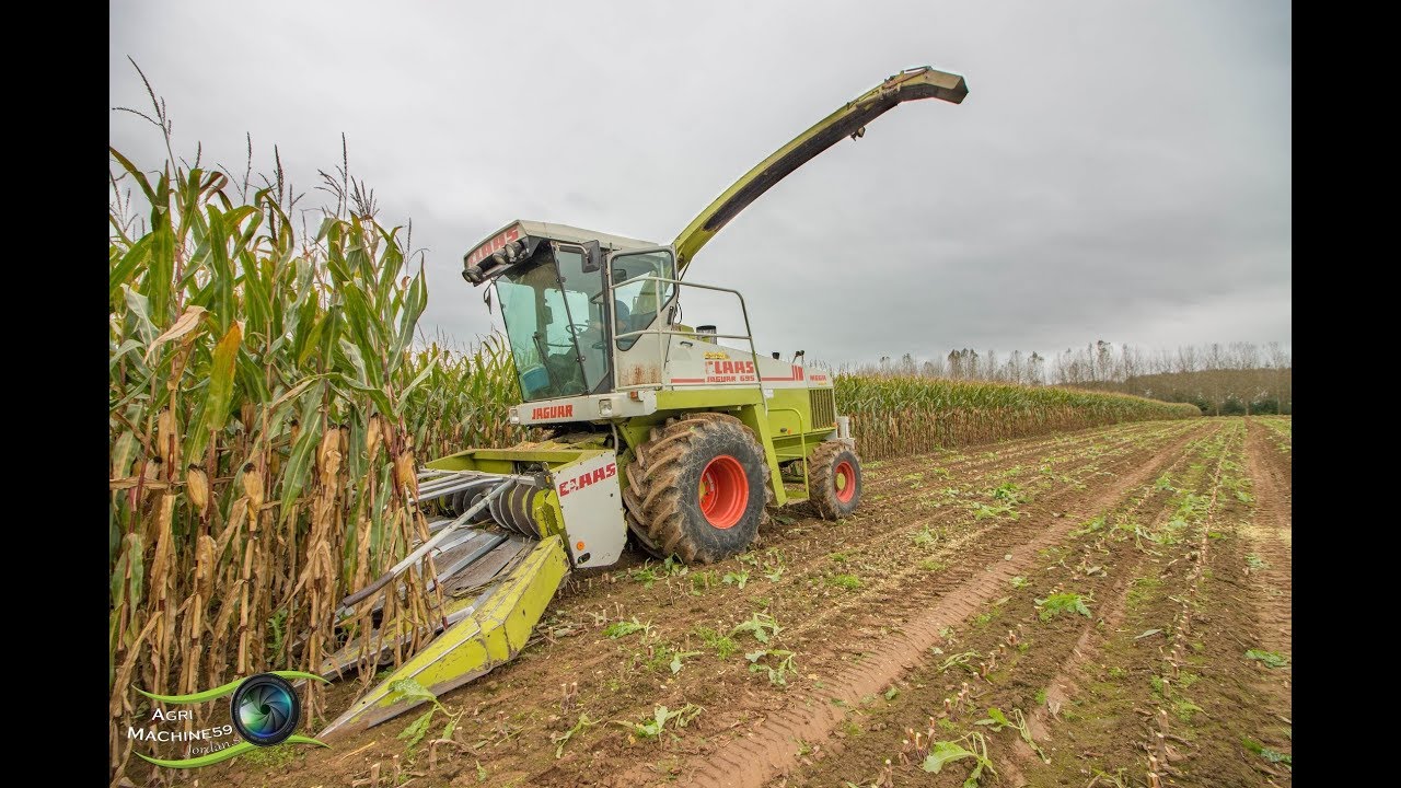 Ensilage de maïs | Claas jaguar 695 Mega 6 rangs ↓↓↓