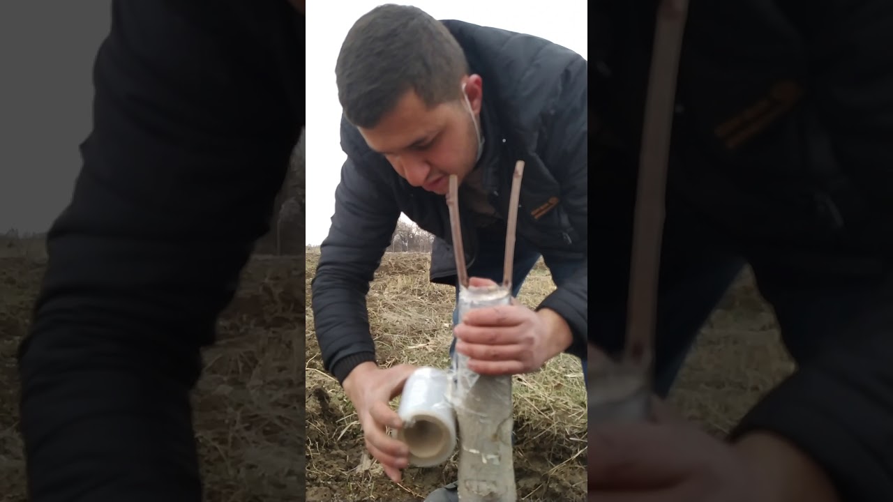 EKŞİ URMU DUT AŞILAMASI PÜF NOKTALARI NELERDİR İZLEYİN