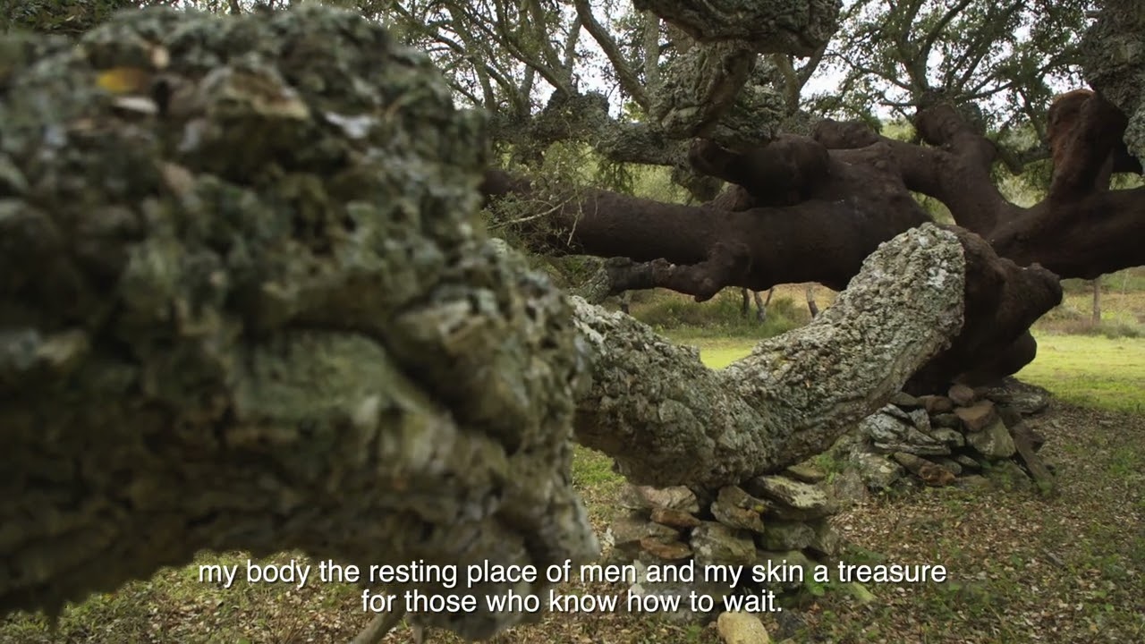 2021 Tree of the Year Portugal - The Big Cork Oak