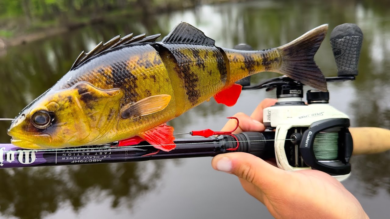 Рыбалка на HUGE PERCH SWIMBAIT окупается с RIVER MONSTER! (НОВЫЙ PB)
