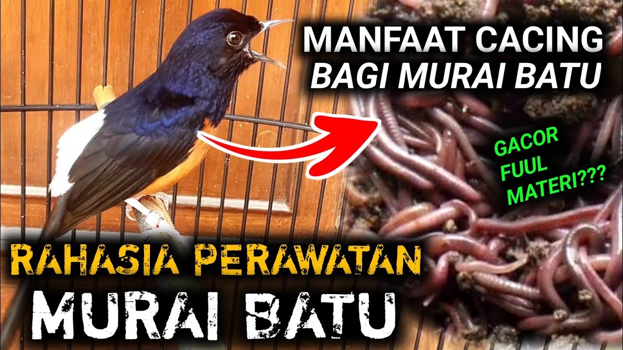 BIKIN GACOR MURAI BATU PAKAI CACING TANAH APA IYA ? CARA MERAWAT MURAI BATU