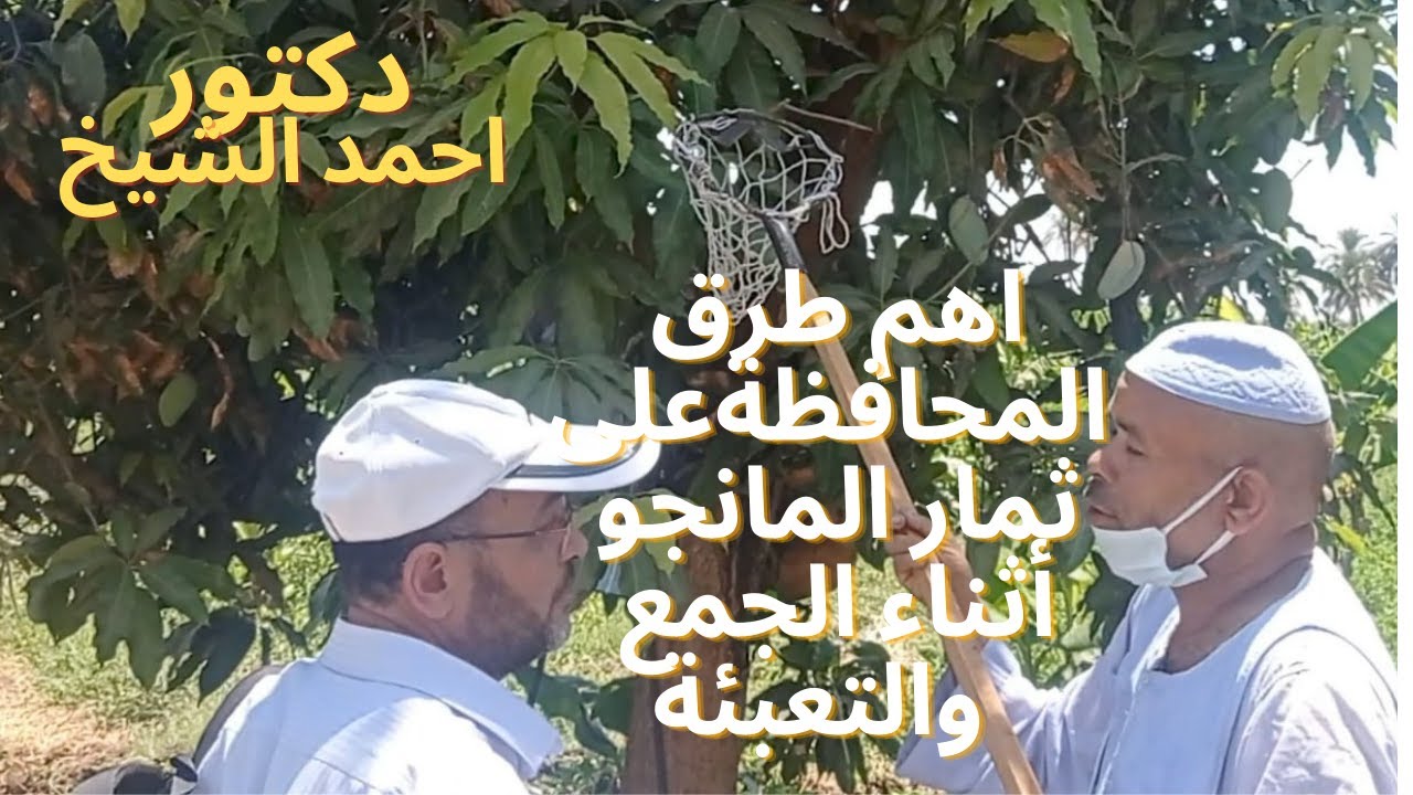 اهم الطرق الحدبثة انعبئة وجمع وغسل ثمار المانجو