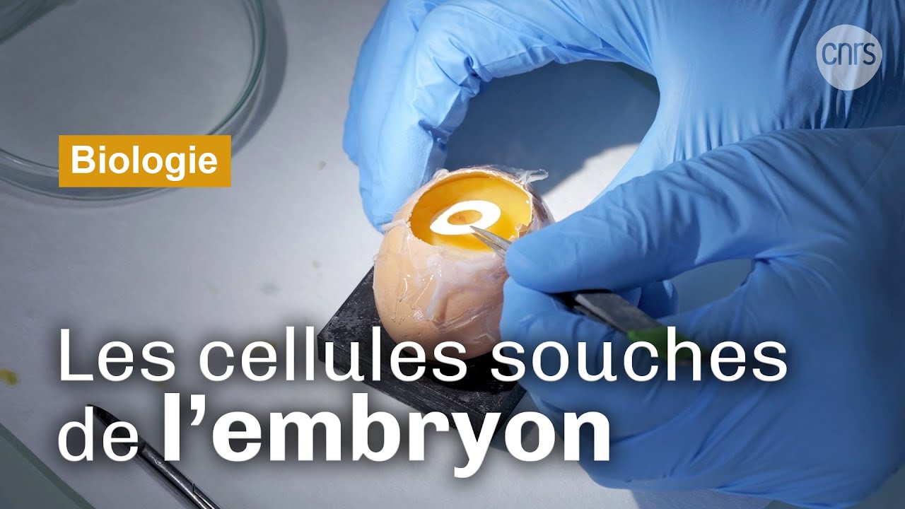 Cellule souche cherche sa destinée
