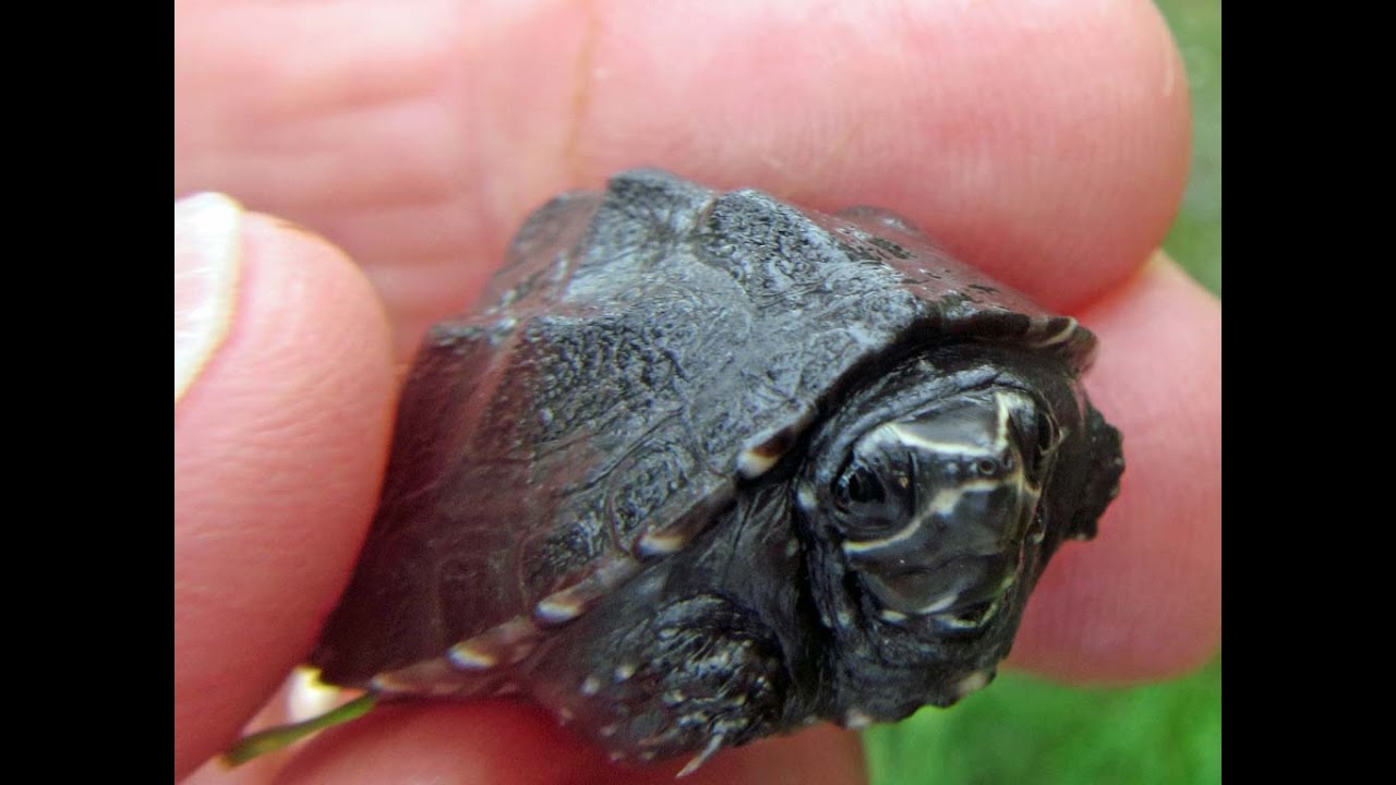 baby musk turtle release - October 11, 2016
