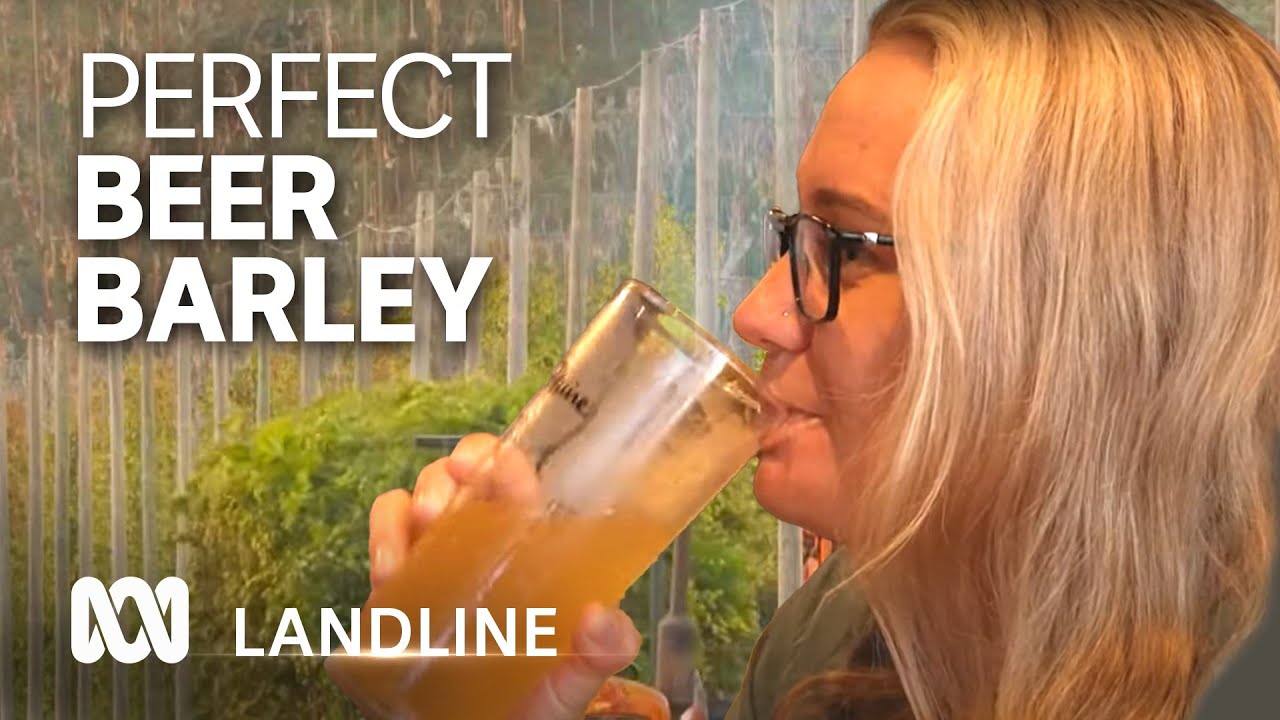 From paddock to pint, Australian brewers are getting fussy about beer barley 🍺🌾 | ABC Australia