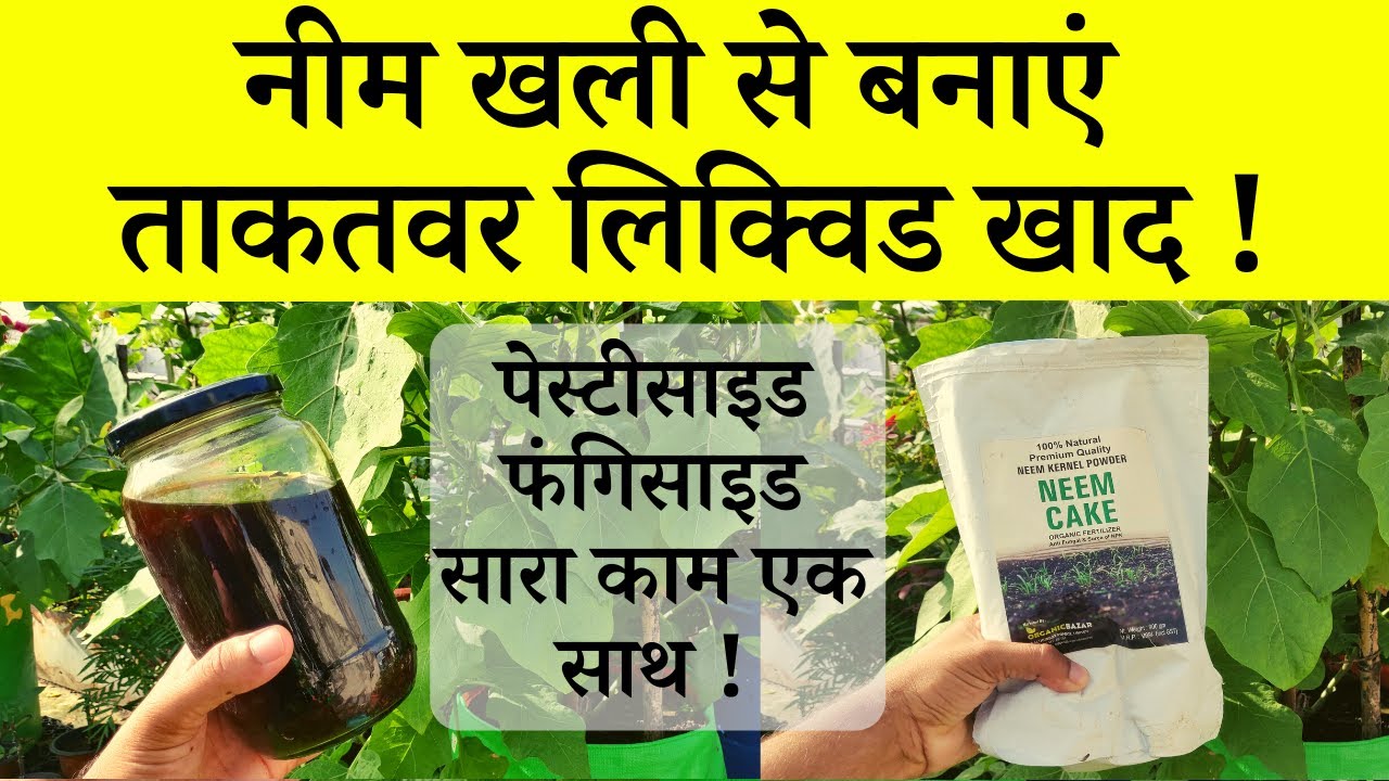 नीम खली से ताकतवर लिक्विड खाद कैसे बनाएं? फ्री का पेस्टीसाइड, फंगिसाइड, Neem Khali Liquid Fertilizer