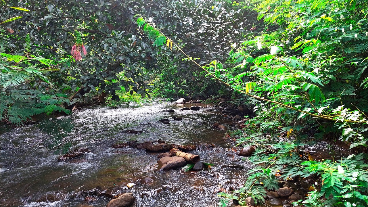 Defeat Pressure in Minutes with Calming Water Sounds from Wild River Flowing in a Dense Green Forest
