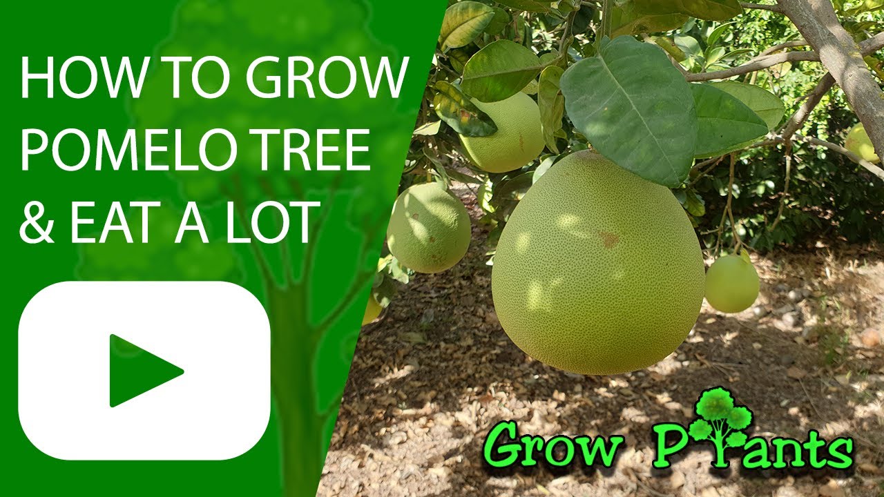 How to grow Pomelo tree (Harvest & EAT)