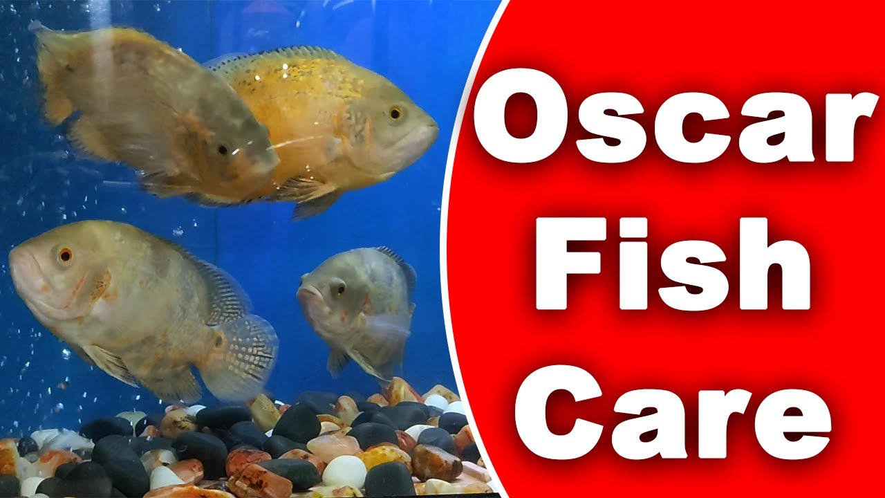Oscar Fish Care | Oscar Fish Keeping | Oscar Fish Aquarium | Aquarium tips in Hindi