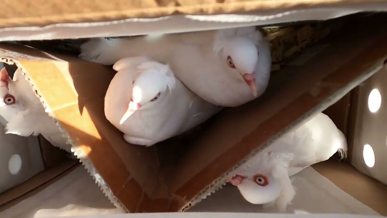 New Shipment Arrived  NY Flying Flights Pearl Eyed Capped Pigeons