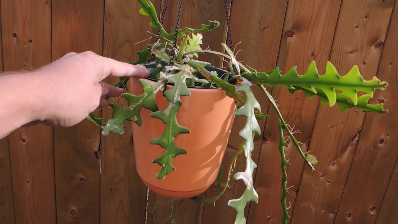 Garden Tour Sept  2018