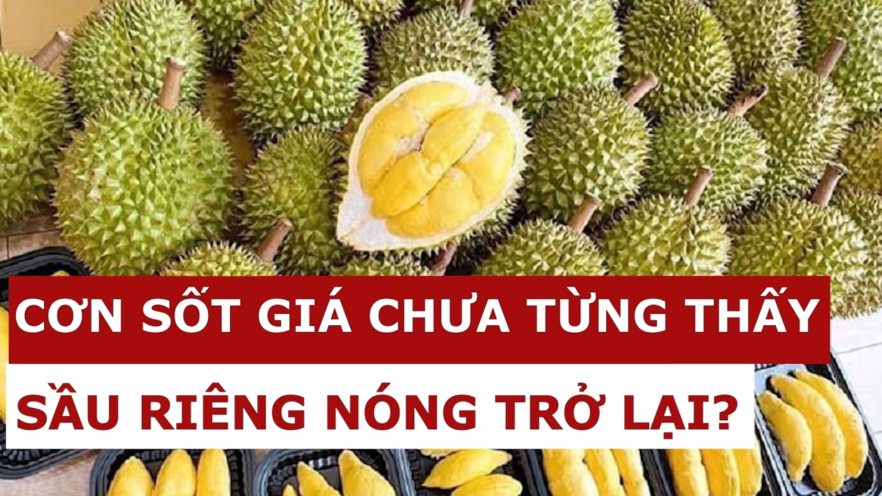 Cơn sốt giá sầu riêng đang diễn ra?