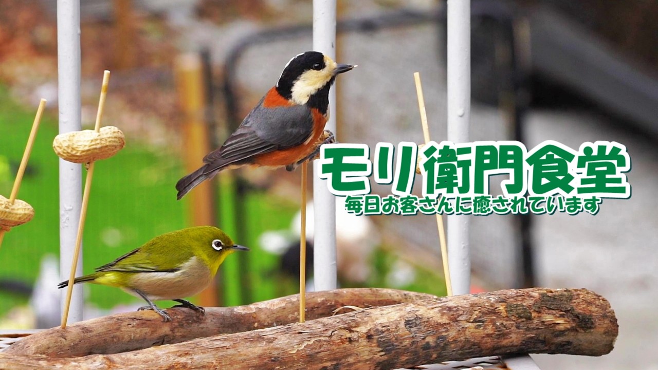 モリ衛門食堂毎日お客さんに癒されています #メジロ#ヤマガラ#スズメ#タイワンリス