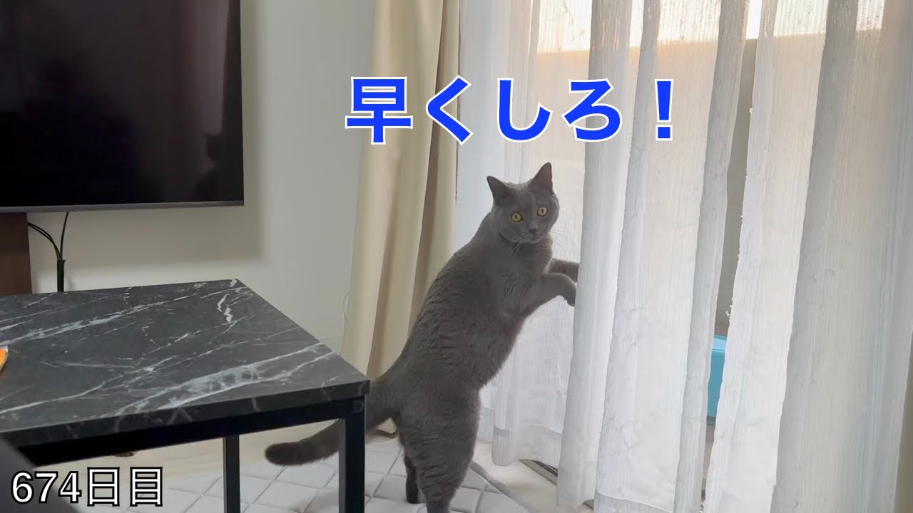 【スコ猫トト君】トト君に早く掃除しろって言われてるような気がする•••
