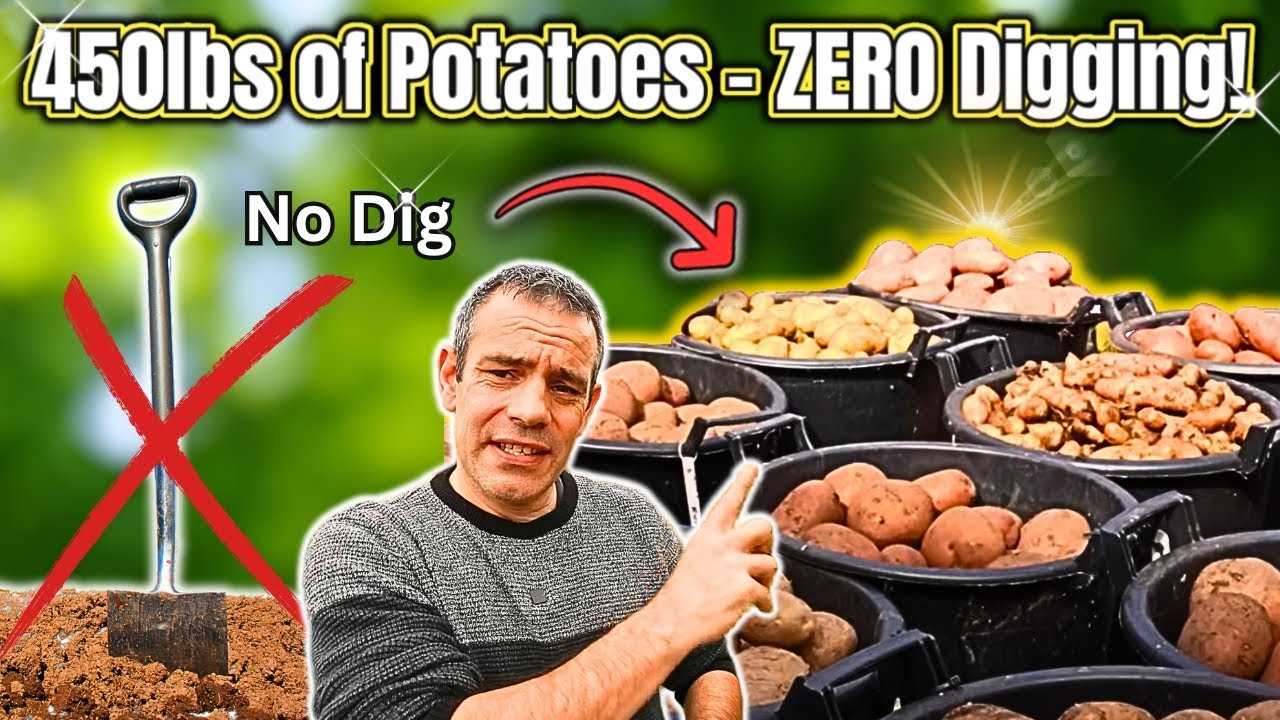 Harvesting 450 lbs of Potatoes Without Digging