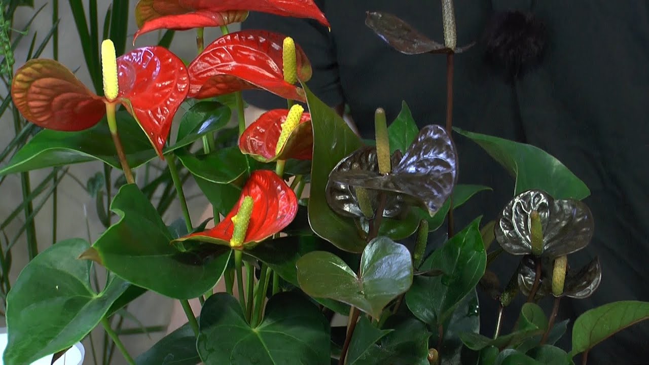 Korallenbegonie einpflanzen Frauenschuh Orchidee Spezial Flamingoblume umpflanzen und Neue Anthurium