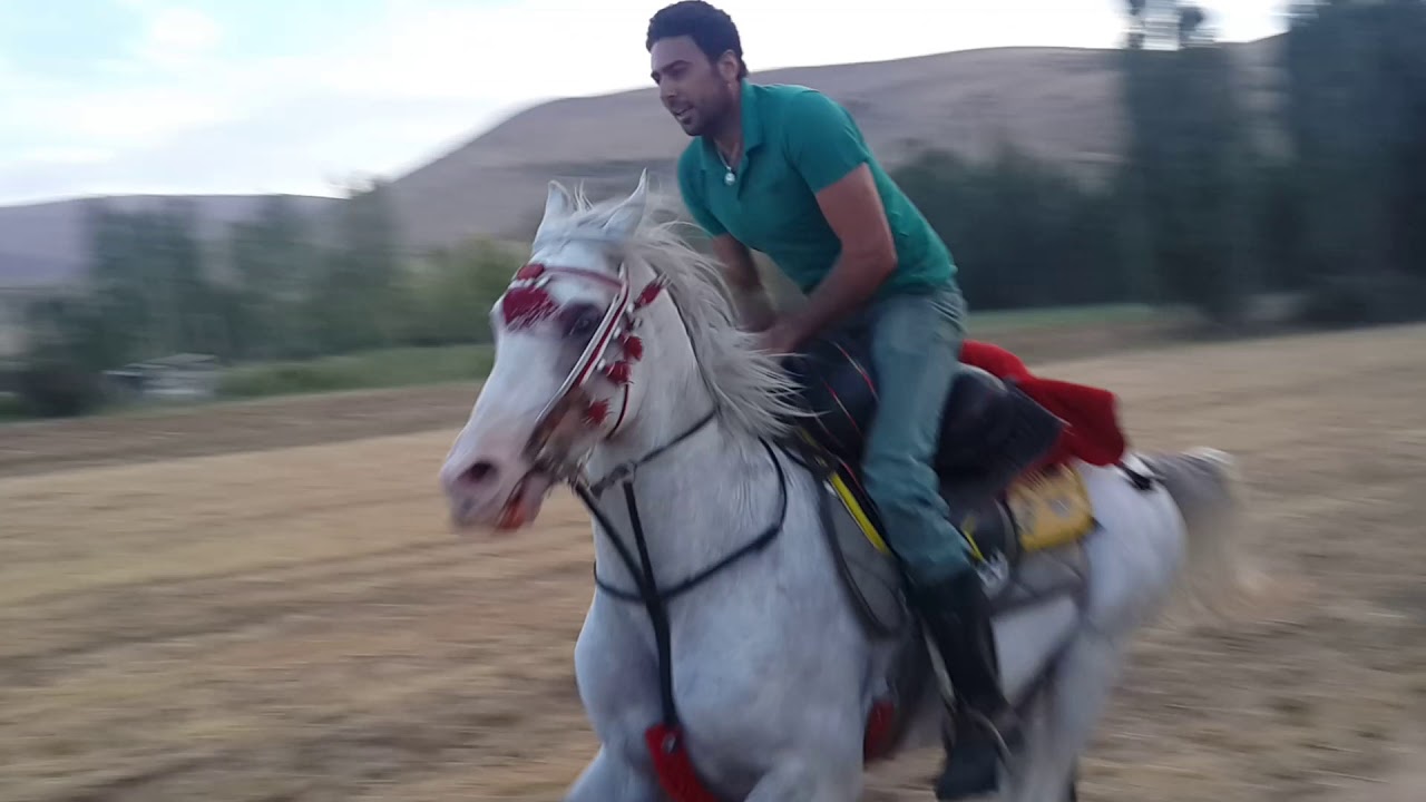 Arap Atı Z&uuml;lfikar