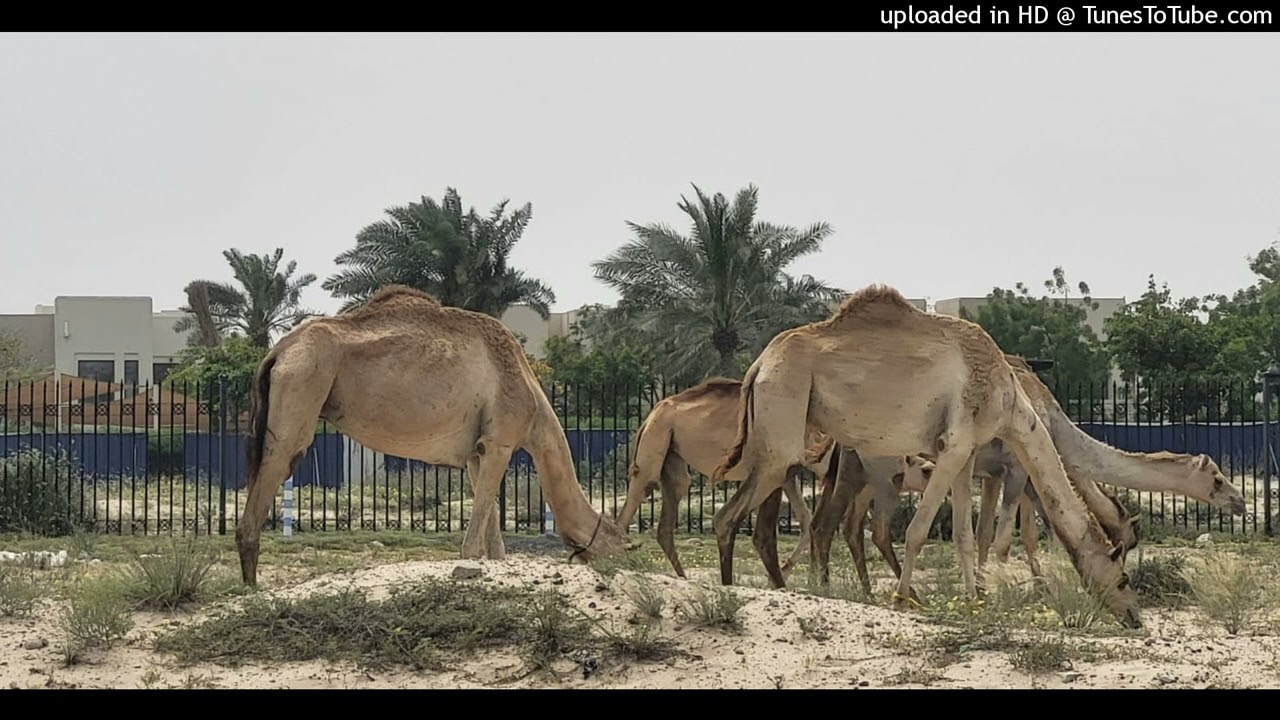 Grazing Camels