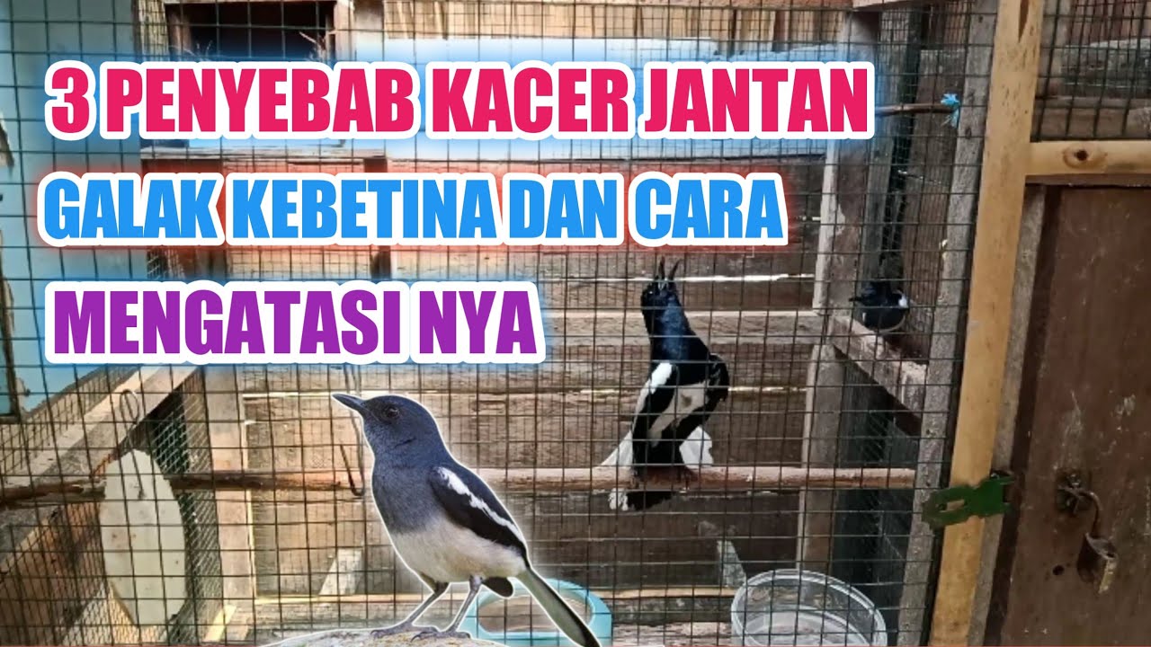 3 PENYEBAB KACER JANTAN GALAK BESERTA SOLUSINYA