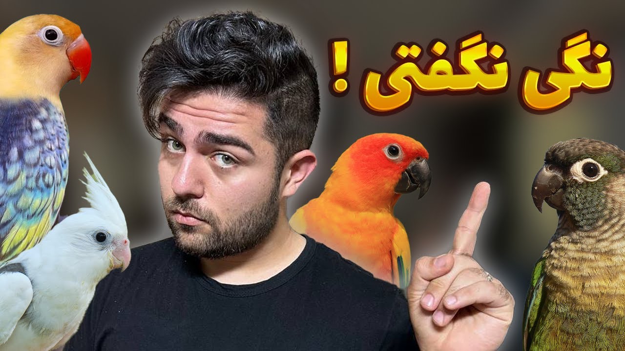 این طوطی ها را پرورش ندهید || برسی بازار ایران