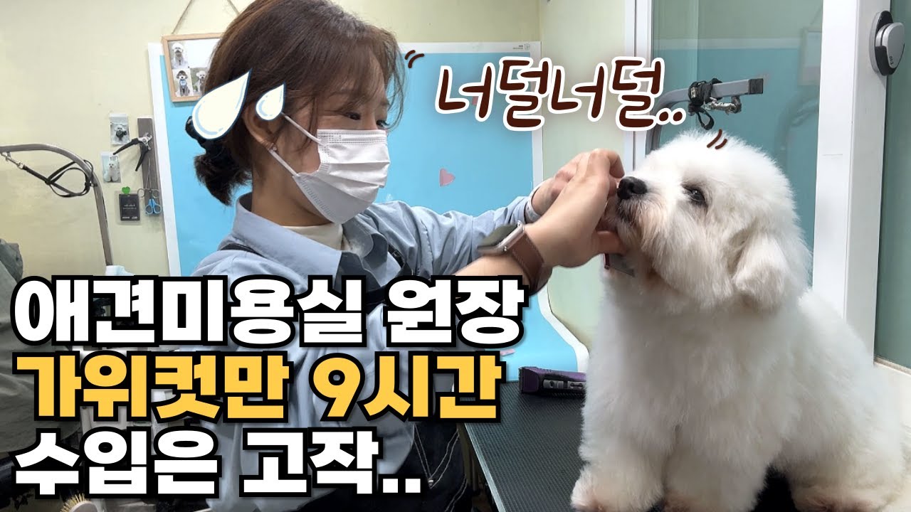 16시간동안 집에 못들어간 날 (아니 안들어간 날)🫠 #애견미용사현실 #애견미용사수입 #자영업자브이로그