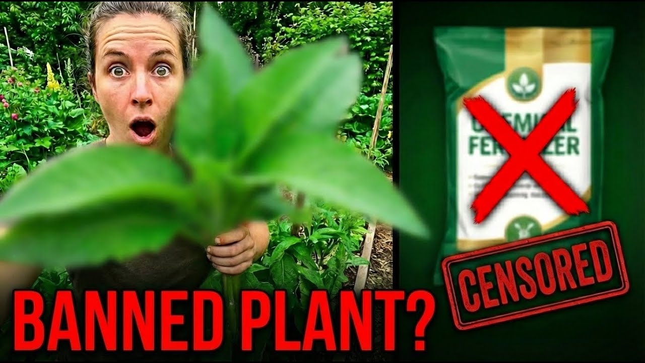 This Banned Plant Replaces $230 Billion in Fertilizer FOREVER. FDA Tried to Erase It.