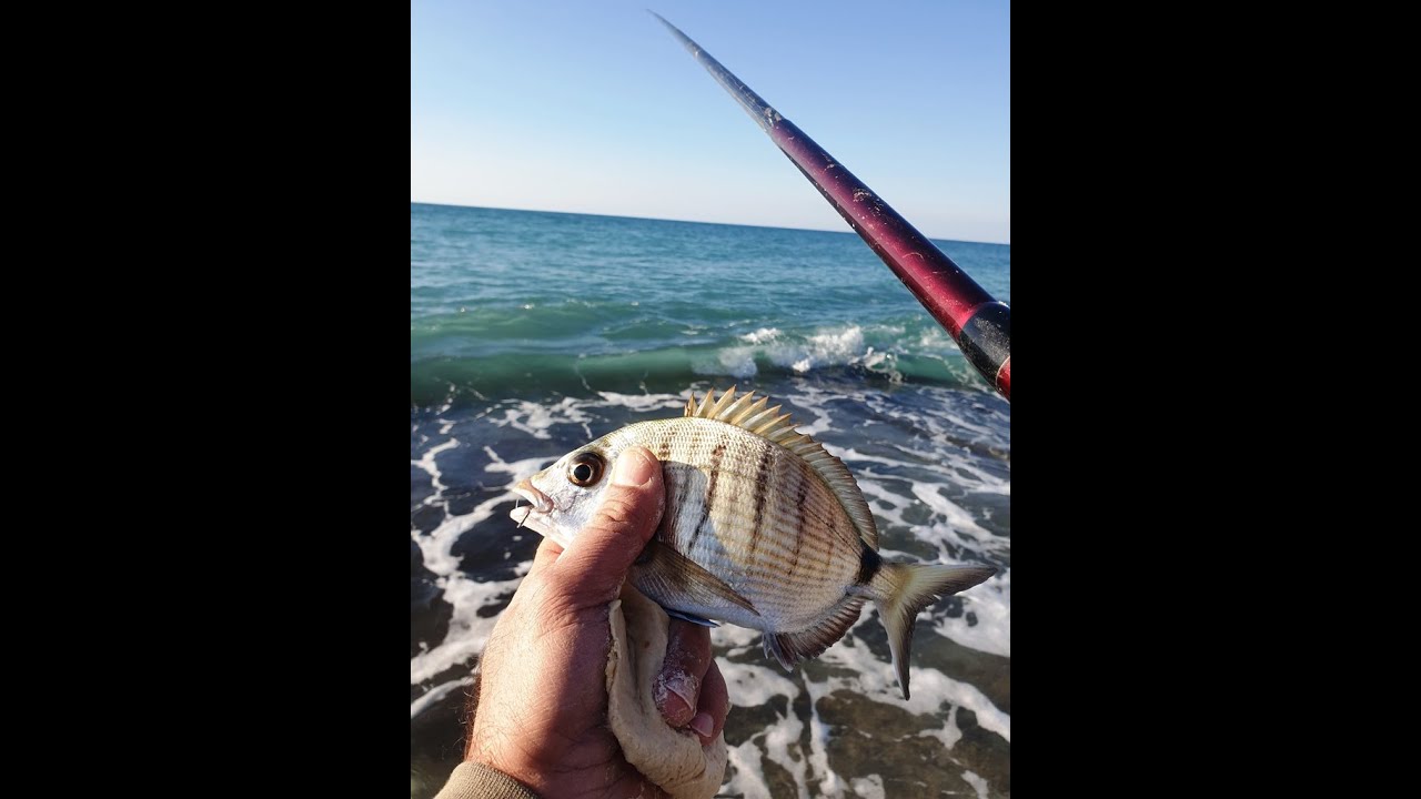 סשן בוס סרגוסים  - חלון בין סערות .