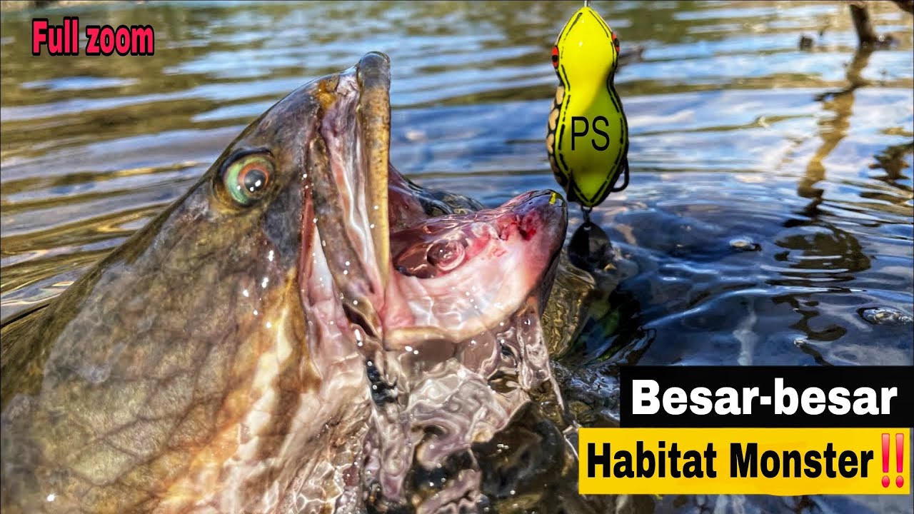 GEMETERAN‼️PEMANCING NEMU SARANG IKAN GABUS MONSTER GAK MASUK AKAL