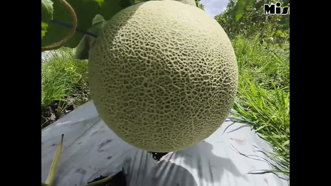 Melon merlin #jangkauanluassemuaorang #petanimelon #fypシ゚viral 