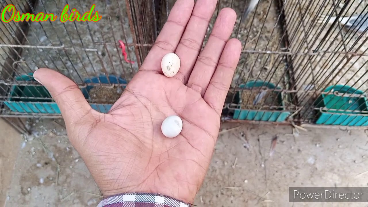 Diamond dove ka eggs kharab q hota ha / Osman birds