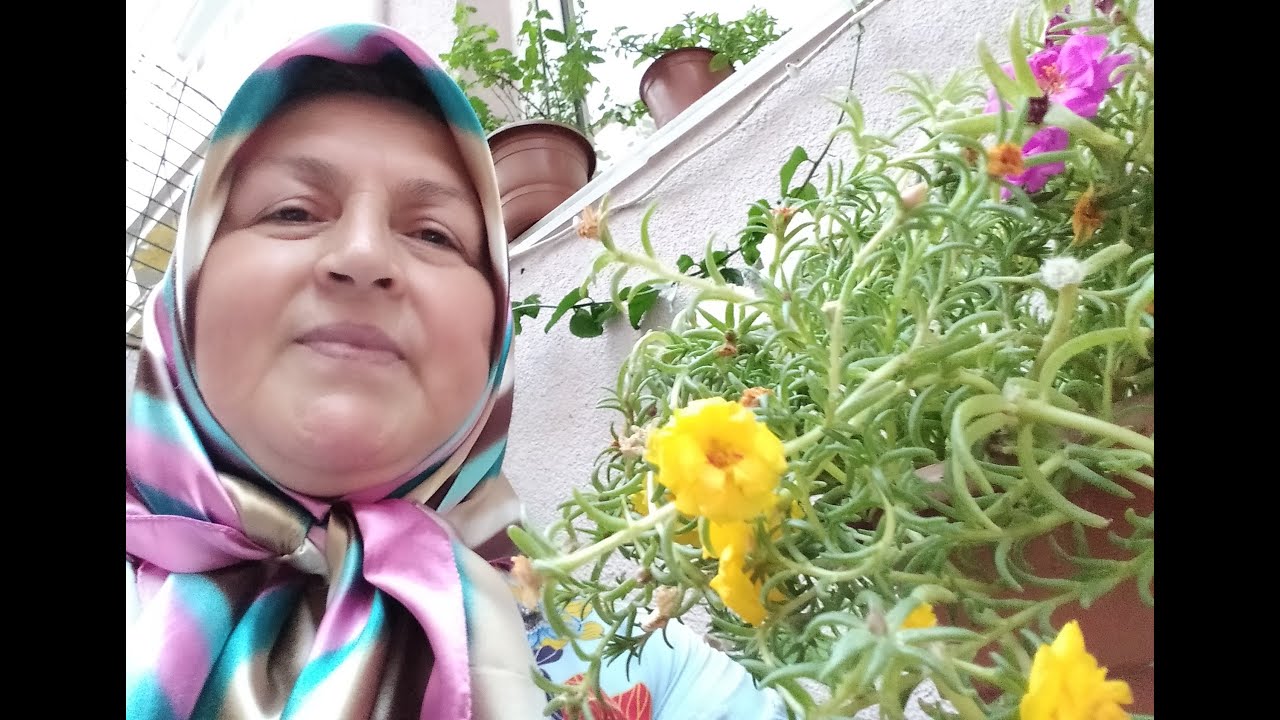 İPEK ÇİÇEĞİ KEDİ TIRNAĞI SON BAHAR VE KIŞ BAKIMI / KIŞA NASIL HAZIRLAMAK İÇİN NELER YAPMALIYIZ