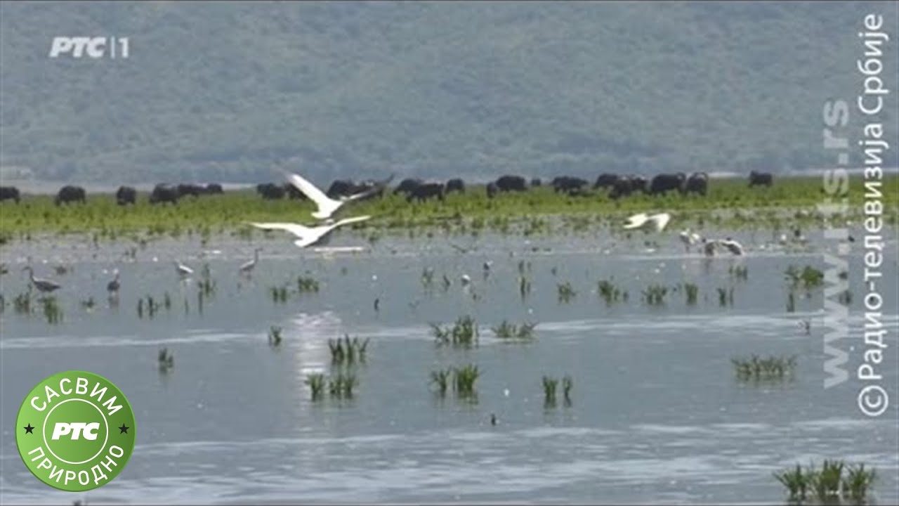 Sasvim prirodno: Jezero Kerkini, 2. deo (Jovan Memedović)