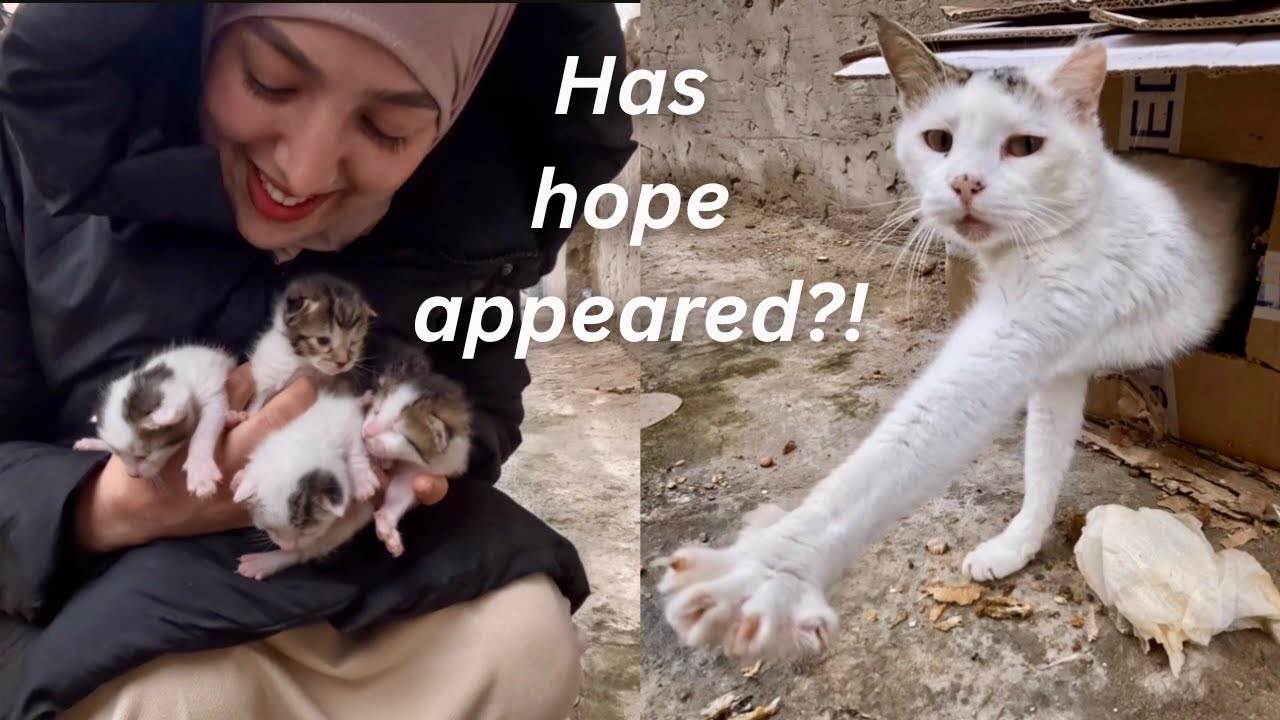 Бедная кошка с грустным лицом на 5 котят, мы сделаем историю лучше!!