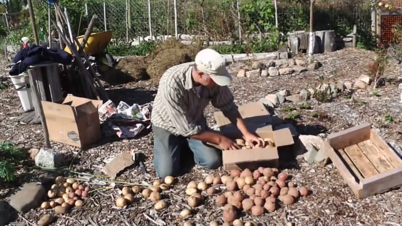 Как хранить картофель на зиму