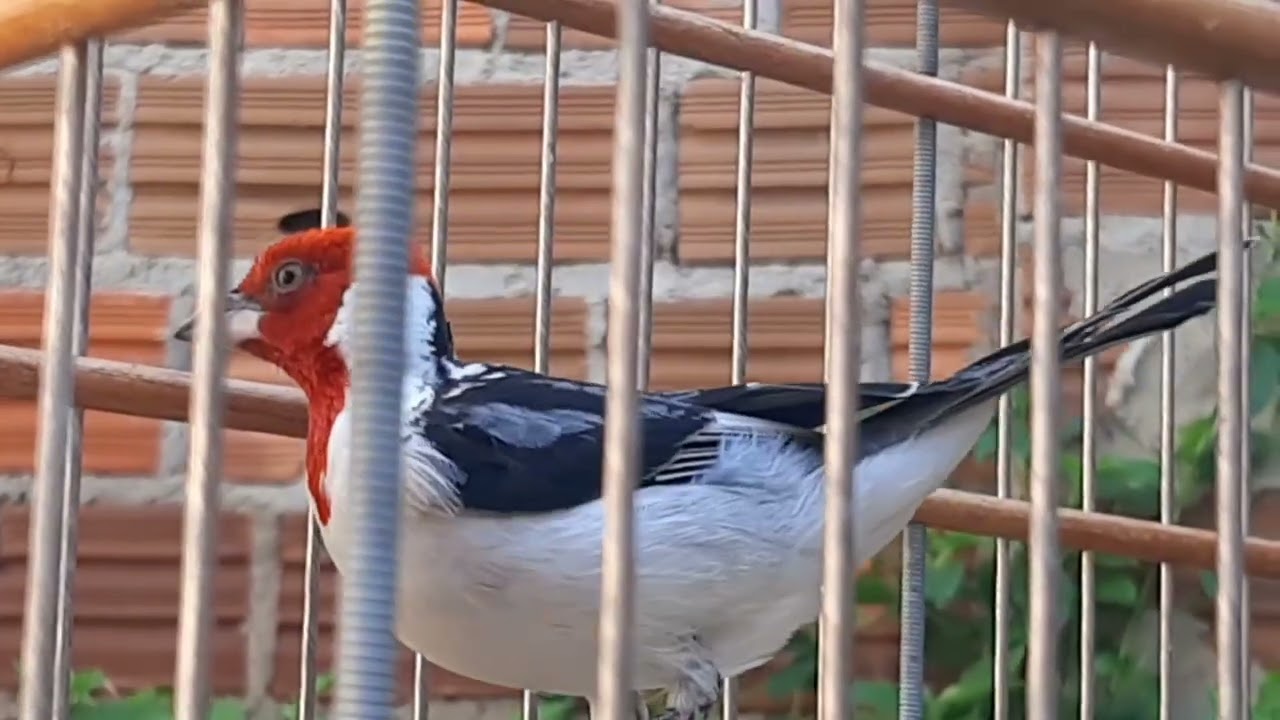 galo de Campina primeiros manejos au retirar da natureza pra cantar rápido