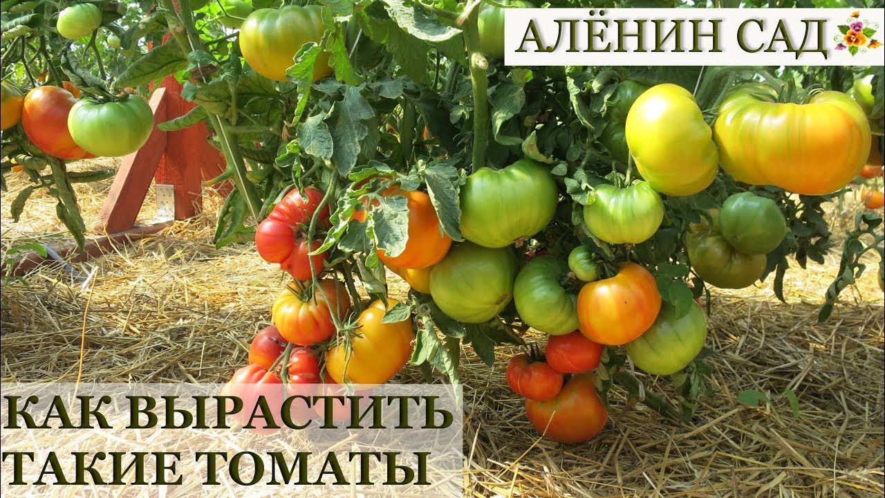 Как вырастить крупные помидоры / Лекция Валдиса / Клуб Томат, Рига