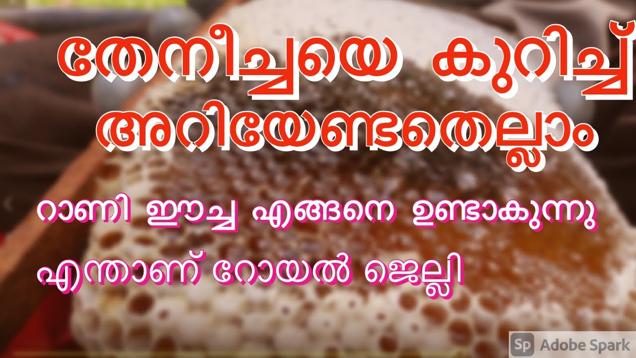തേനീച്ച കൃഷി #honey bee farming in kerala #honey bee farming in idukki #royal jelly #honey bee