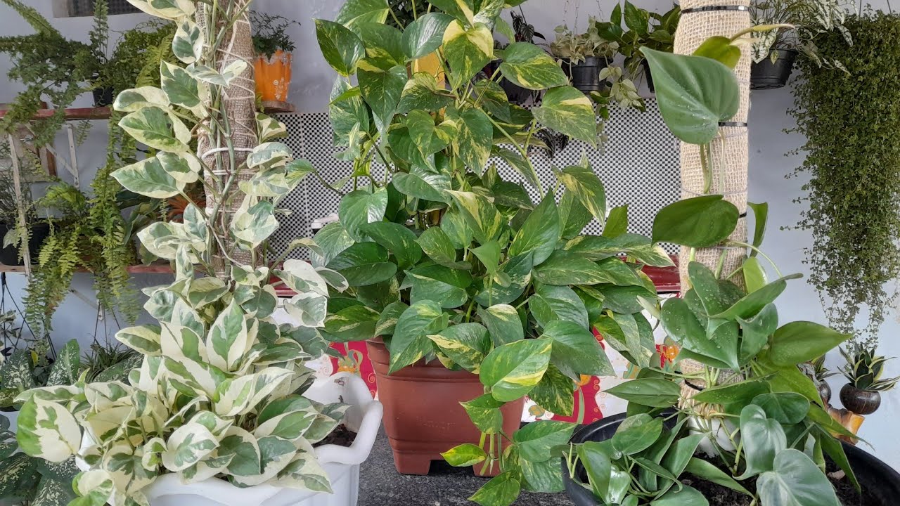 TUTOR DE CANO DE PVC PRA DEIXAR SUAS #PLANTAS MAIS LINDAS